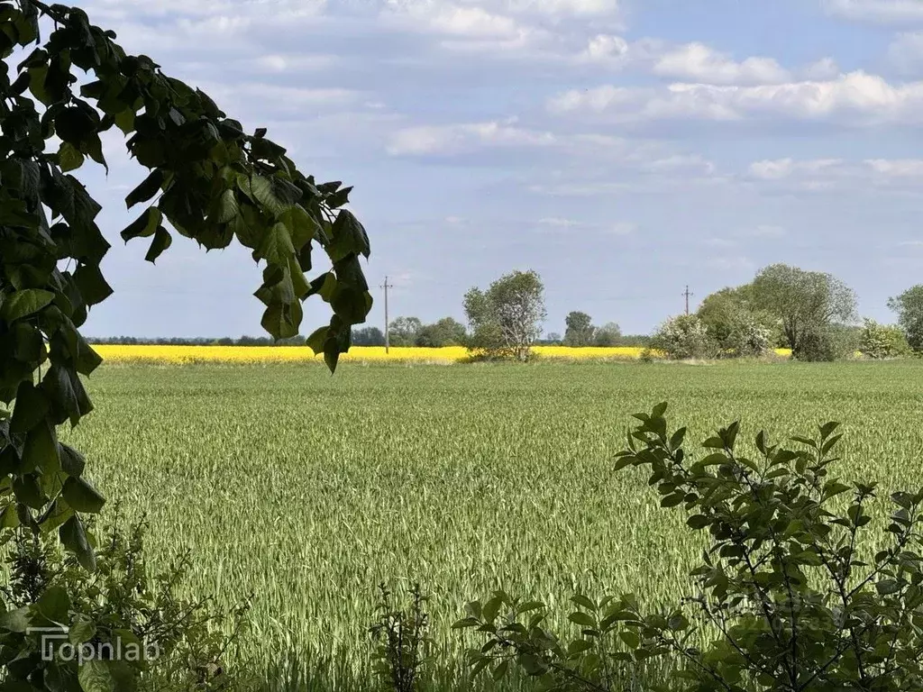Участок в Калининградская область, Гурьевский муниципальный округ, ... - Фото 2