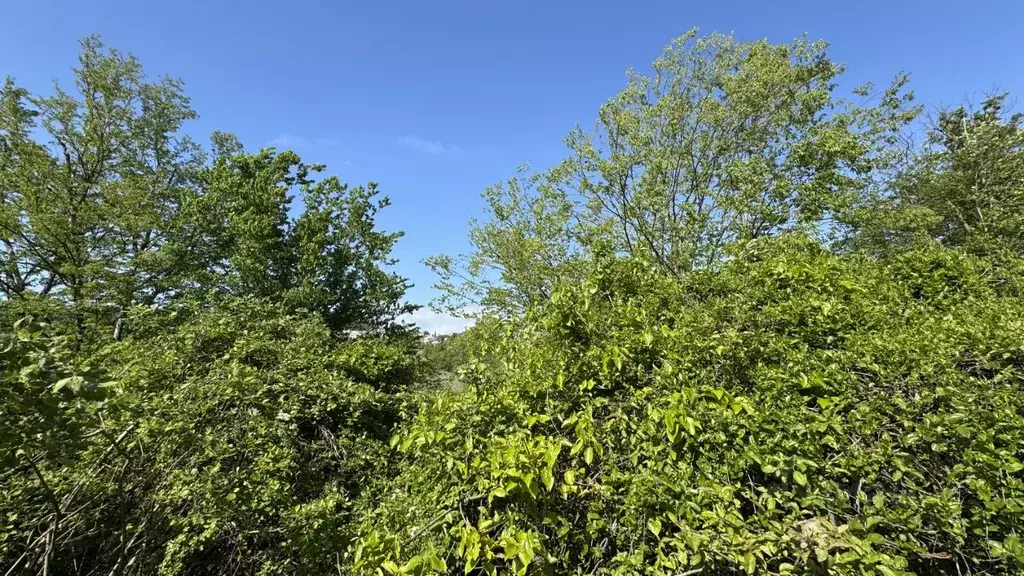 Участок в Краснодарский край, Сочи городской округ, с. Богушевка, ... - Фото 0