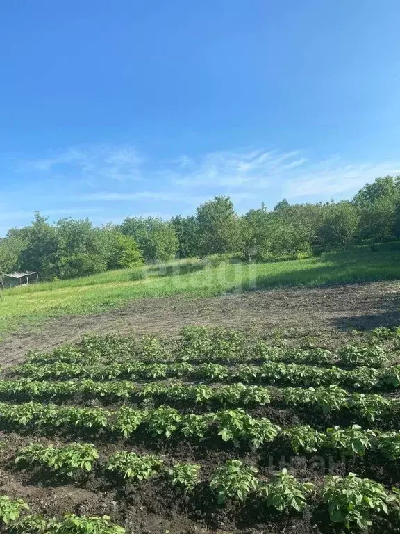 Участок в Белгородская область, Короча ул. Карла Маркса, 57 (15.7 ... - Фото 1