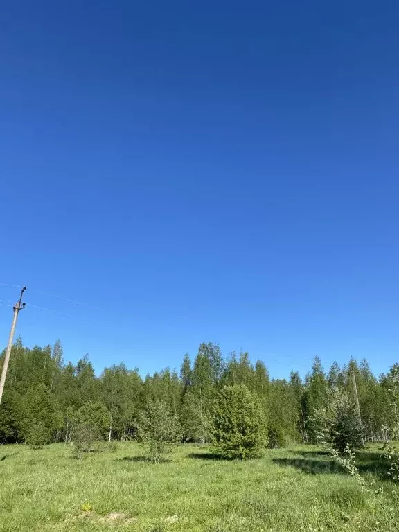 Участок в Новгородская область, Новгородский район, Борковское с/пос  ... - Фото 1