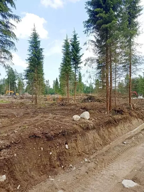 Участок в Ленинградская область, Приозерский район, Ромашкинское ... - Фото 1