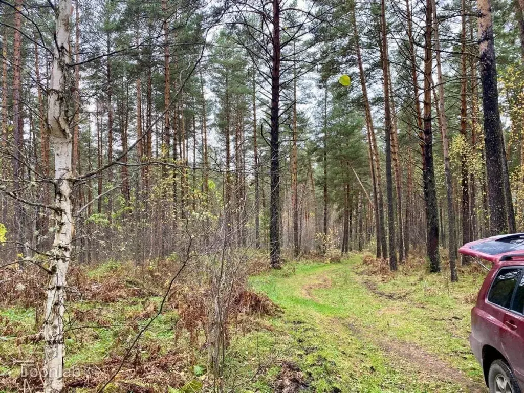 Участок в Алтай, Чемальский район, с. Чепош  (24.0 сот.) - Фото 2