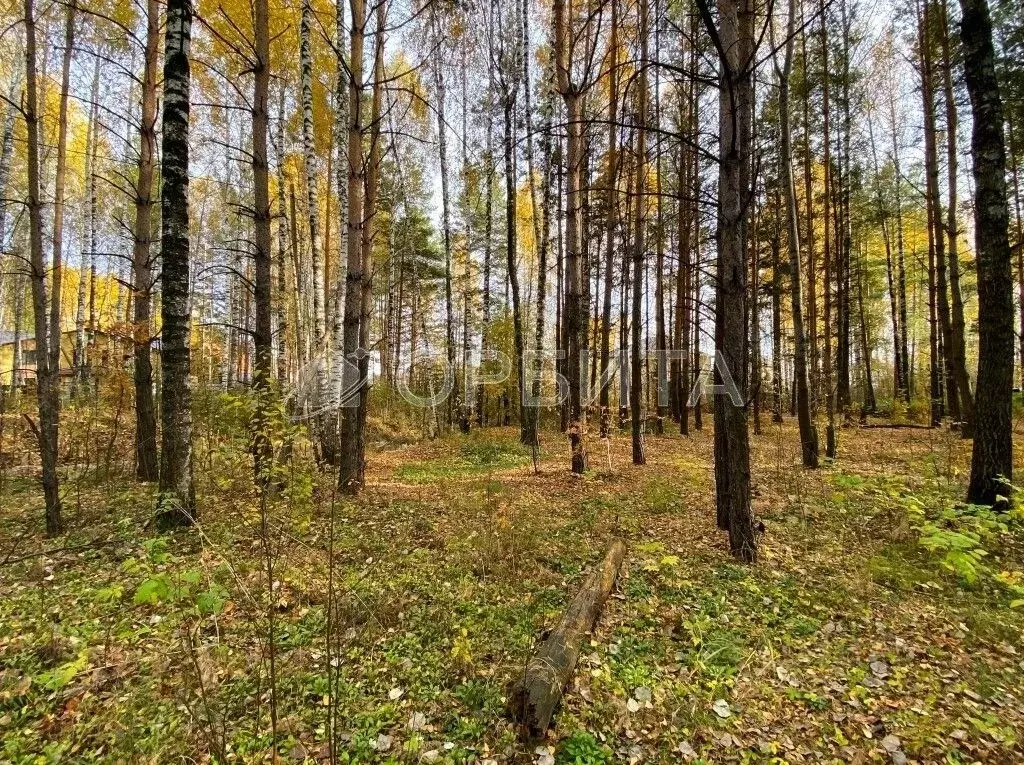 Участок в Тюменская область, Тюменский муниципальный округ, Боровский ... - Фото 1