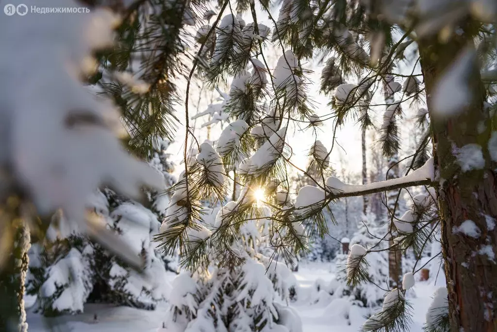 Участок в Московская область, городской округ Ступино, КП Гринвуд-2 ... - Фото 1