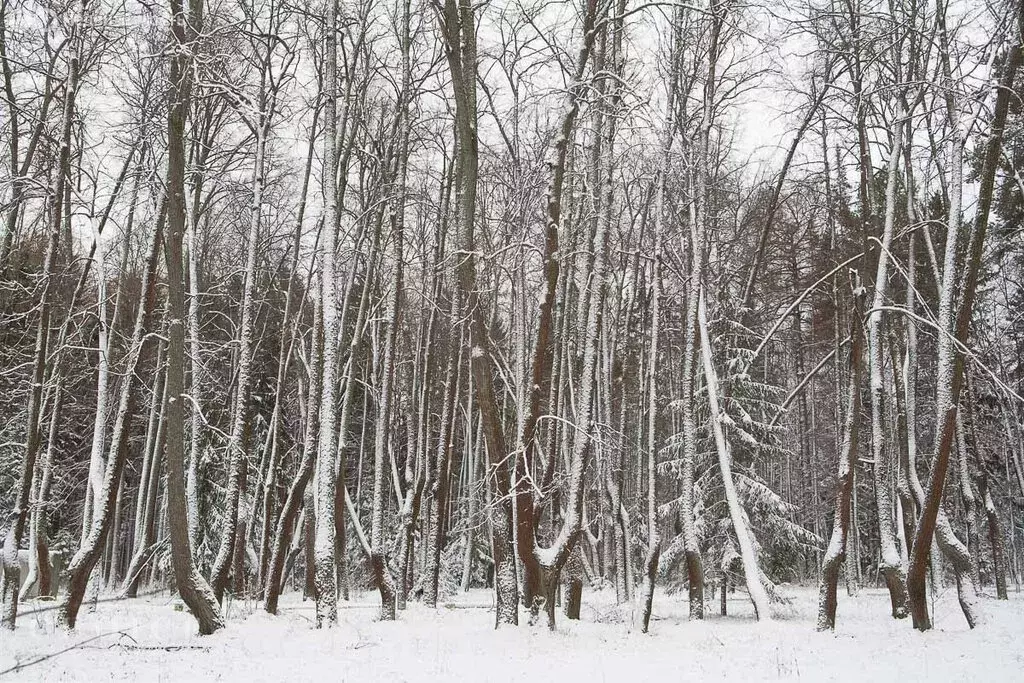 Участок в деревня Поздняково, КП Никольская слобода (24.5 м) - Фото 1