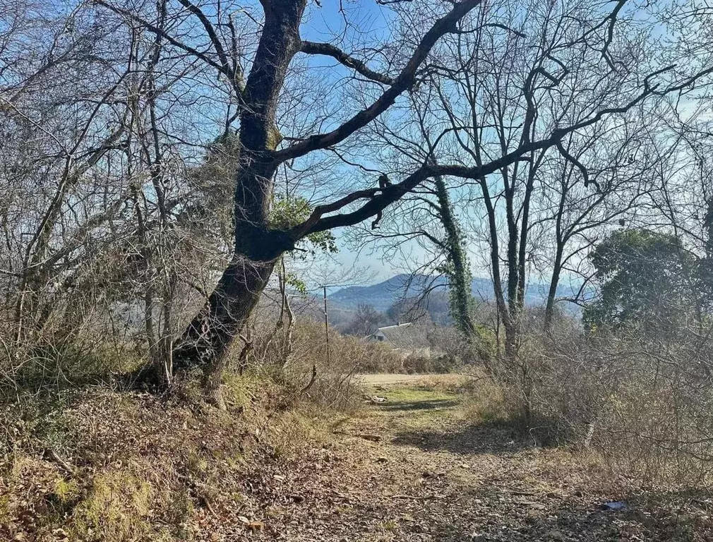 Участок в Краснодарский край, Сочи городской округ, с. Богушевка ул. ... - Фото 0