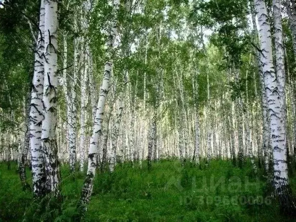 Участок в Тверская область, Зубцовский муниципальный округ, д. Мозгово ... - Фото 0