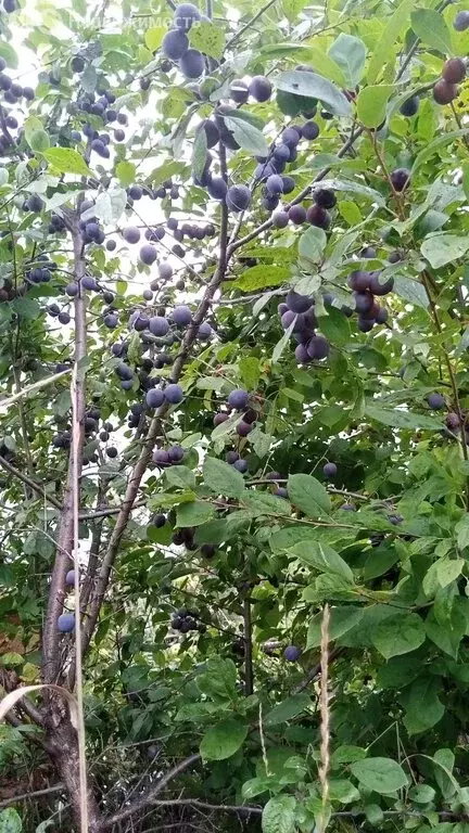 Дом в Кемерово, СНТ Урожай (20 м) - Фото 1