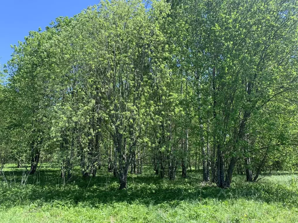 Участок в Смоленская область, Смоленский район, д. Семиречье  (21.0 ... - Фото 1