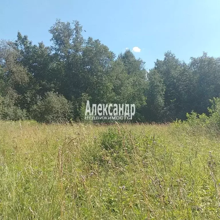 Участок в Ленинградская область, Волосовский район, Большеврудское ... - Фото 1