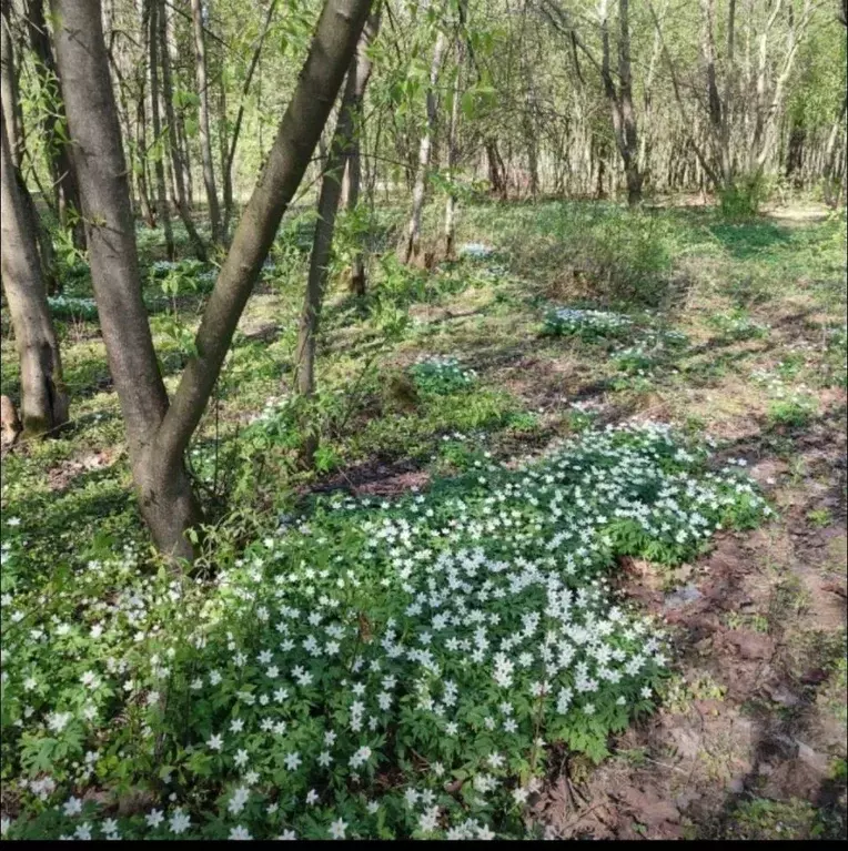 Участок в Ленинградская область, Всеволожск  (7.94 сот.) - Фото 1