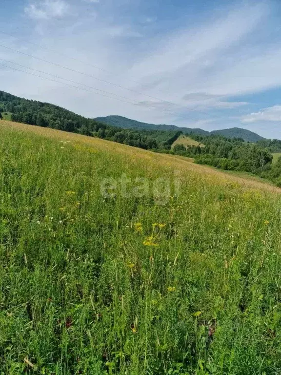 Участок в Алтайский край, Алтайский район, с. Макарьевка  (2951.9 ... - Фото 0