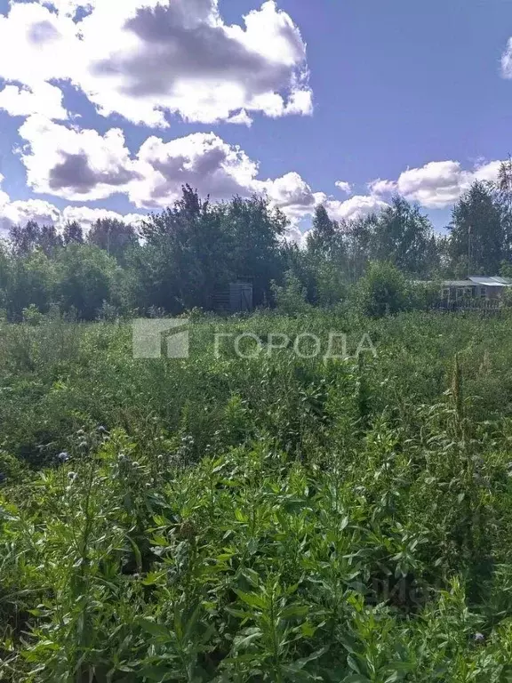 Участок в Новосибирская область, Коченевский район, Рябина садовое ... - Фото 0