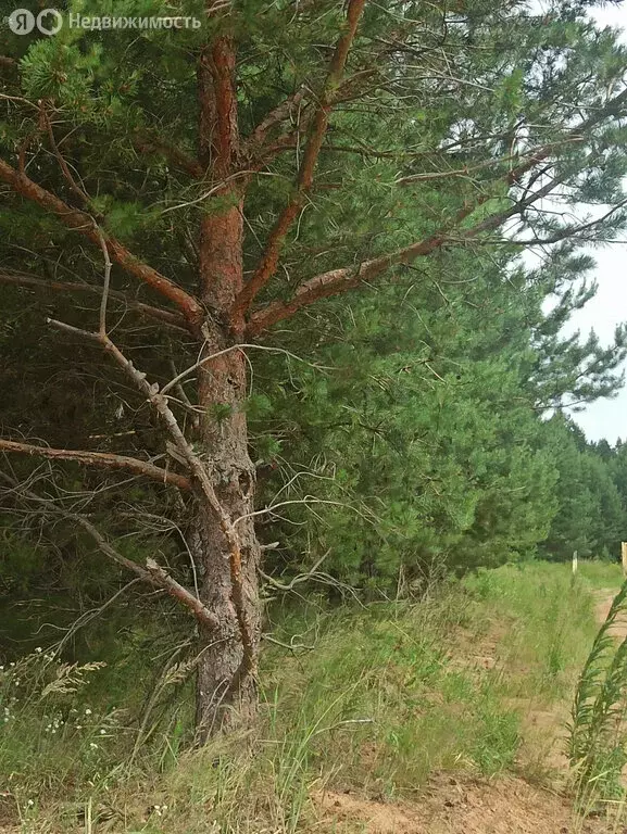 Участок в Озерницкое сельское поселение, деревня Конец (20 м) - Фото 2