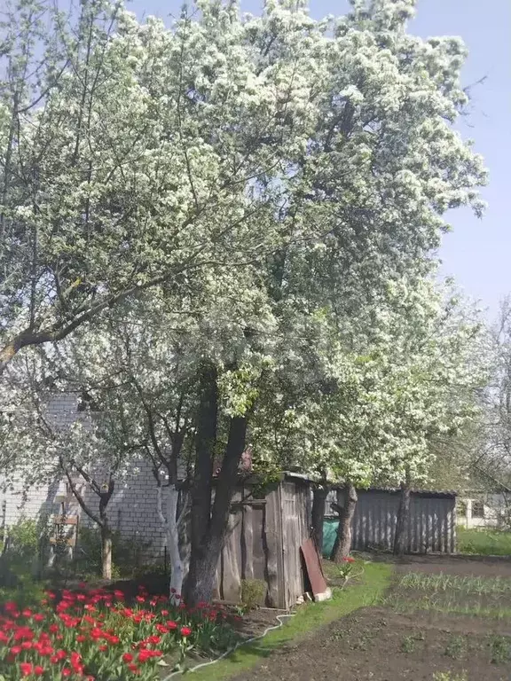 Участок 6,9 сот. (СНТ, ДНП) - Фото 0