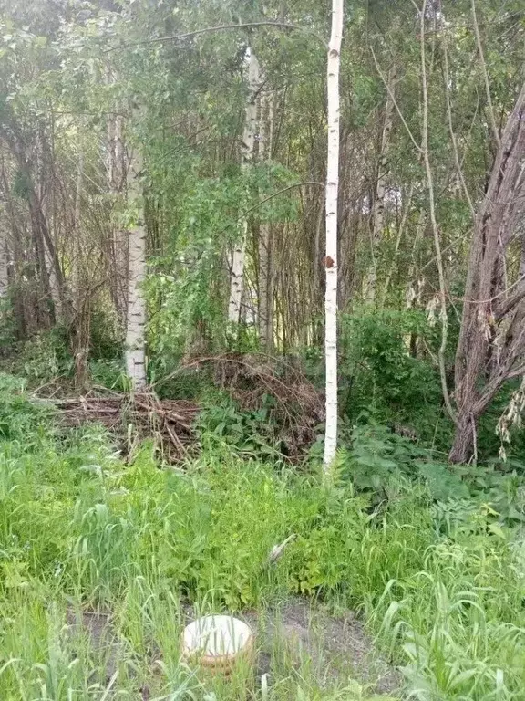 Участок в Алтай, Горно-Алтайск ул. Таштагольская (9.85 сот.) - Фото 1