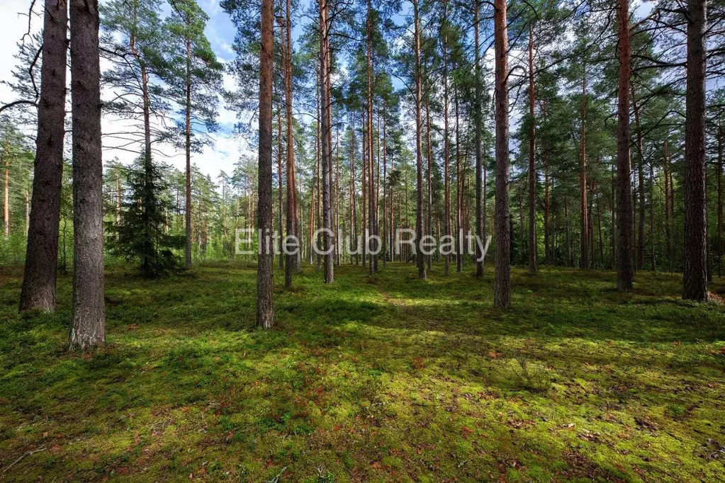 Участок в Санкт-Петербург пос. Комарово, просп. Большой (100.0 сот.) - Фото 1