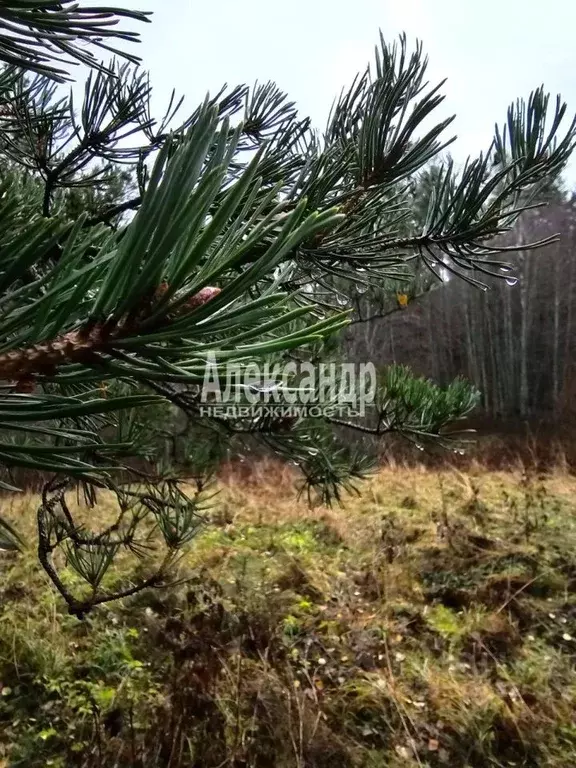 Участок в Карелия, Сортавальский муниципальный округ, пос. Рауталахти  ... - Фото 0