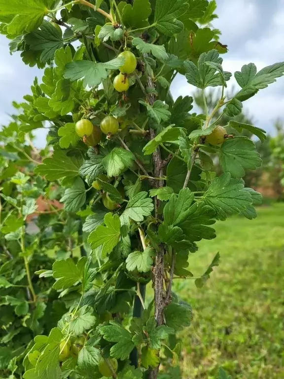 Участок в Московская область, Раменский муниципальный округ, пос. ... - Фото 2