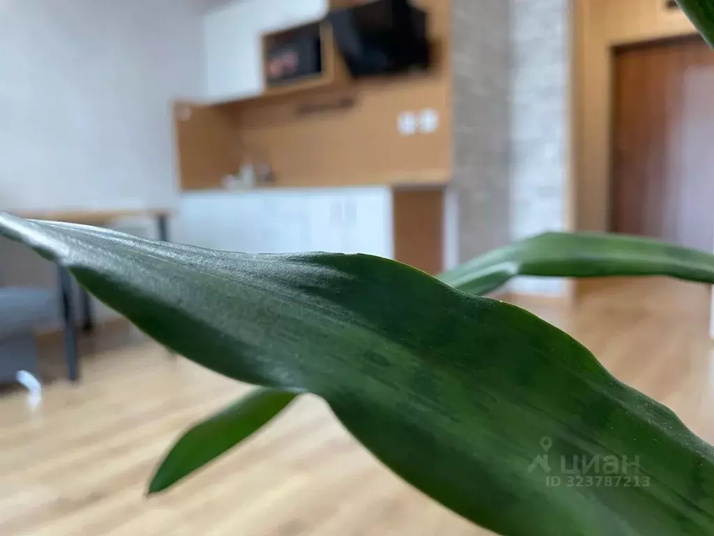 Студия Удмуртия, Ижевск ул. Лихвинцева, 72 (27.0 м) - Фото 2