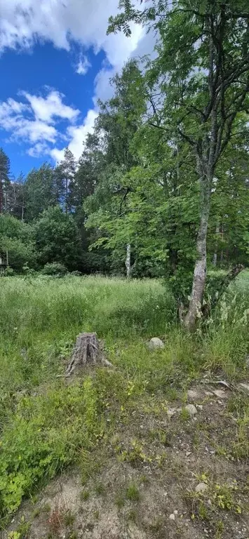 Участок в Ленинградская область, Выборгский район, Рощинское городское ... - Фото 1