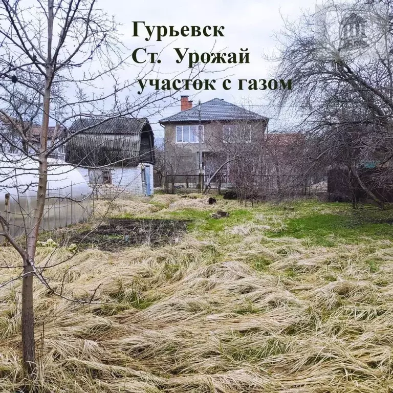 Участок в Калининградская область, Гурьевск Урожай СНТ, 107А (5.55 ... - Фото 1