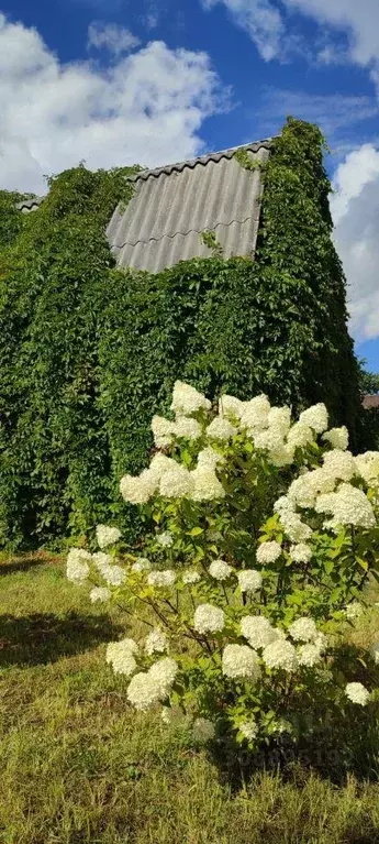 Дом, 48.5 м - Фото 1