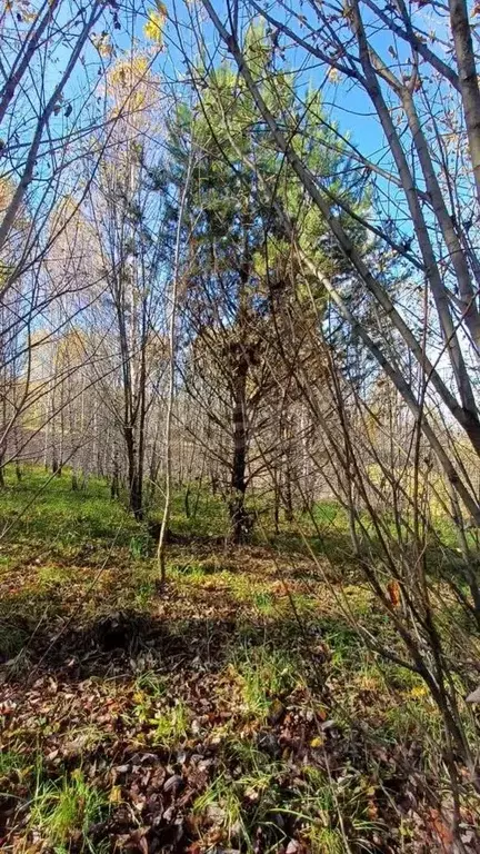 Участок в Алтай, Майминский район, с. Майма  (9.78 сот.) - Фото 0