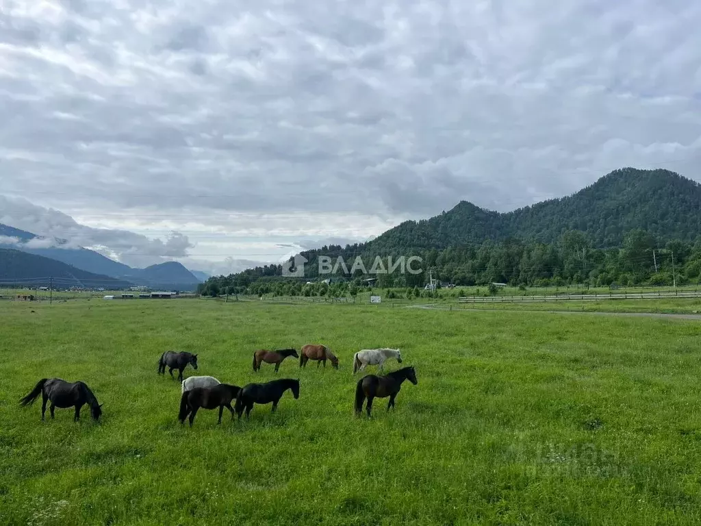 Участок в Алтай, Чемальский район, с. Анос ул. Ясная (12.5 сот.) - Фото 1