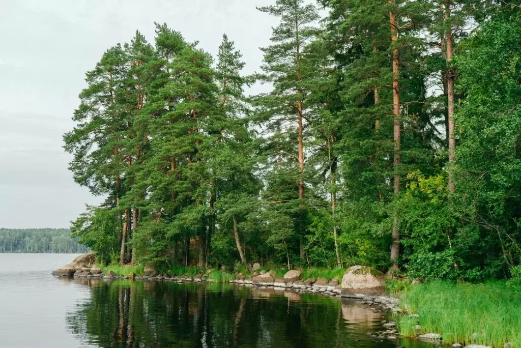 Участок в Ленинградская область, Выборгский район, Приморское ... - Фото 2