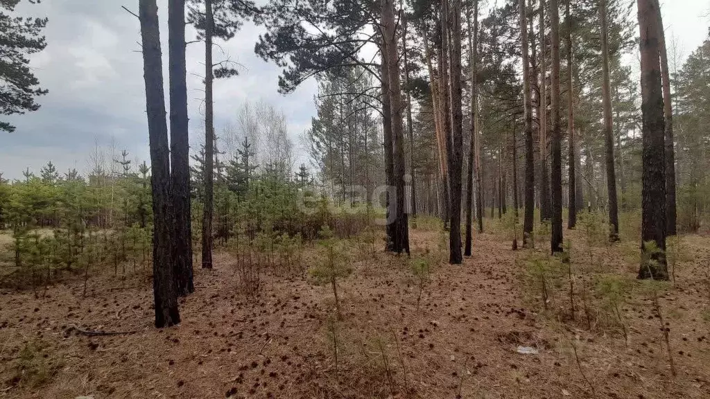 Участок в Забайкальский край, Читинский район, с. Смоленка  (8.1 сот.) - Фото 0