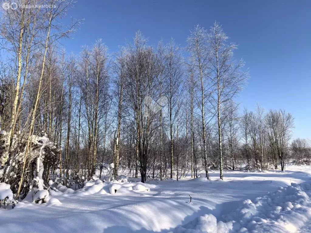 Участок в Мшинское сельское поселение, садоводческий массив Мшинская ... - Фото 1