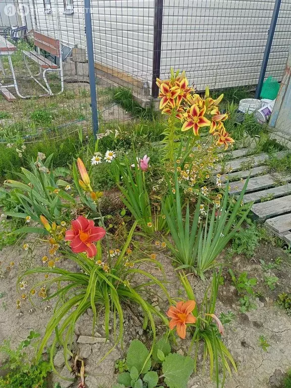 Участок в Аннинское городское поселение, коттеджный посёлок Иннолово, ... - Фото 1
