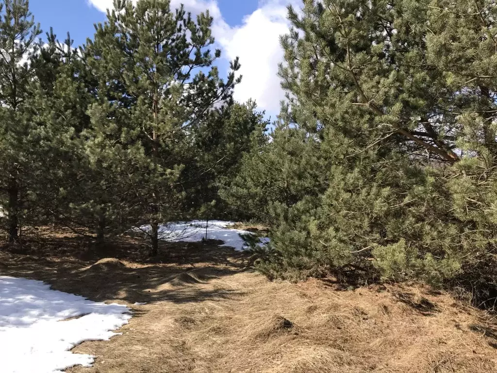 Участок в Псковская область, Палкинская волость, д. Олохово  (900.0 ... - Фото 2