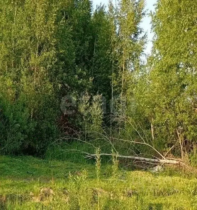 Участок в Томская область, Томский район, д. Новомихайловка, Кедры ДНП ... - Фото 2