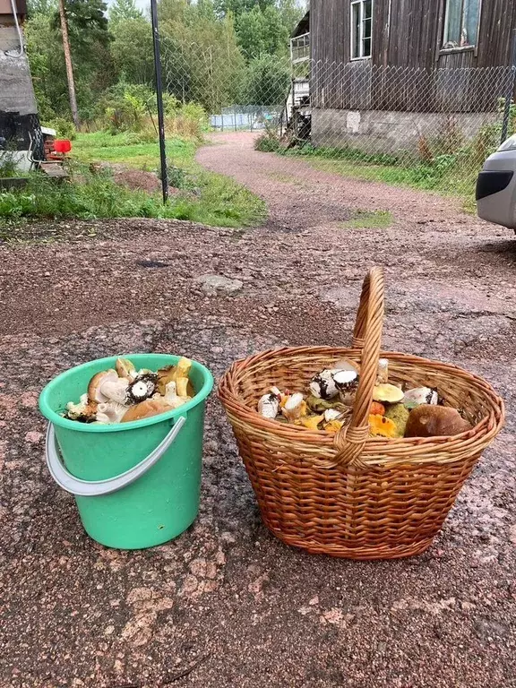 Участок в Ленинградская область, Выборгский район, Красносельское ... - Фото 1
