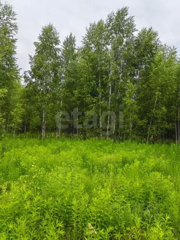 Участок в Новосибирская область, Искитимский район, Морозовский ... - Фото 1