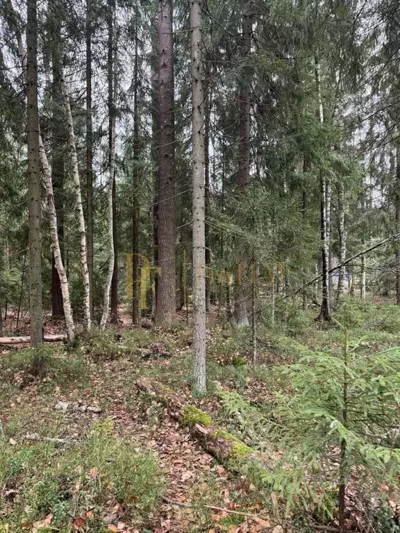 Участок в Ленинградская область, Всеволожский район, Сертоловское ... - Фото 1