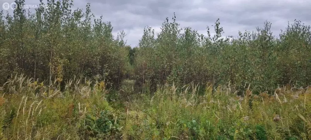 Участок в Нижегородская область, Богородский муниципальный округ, ... - Фото 2