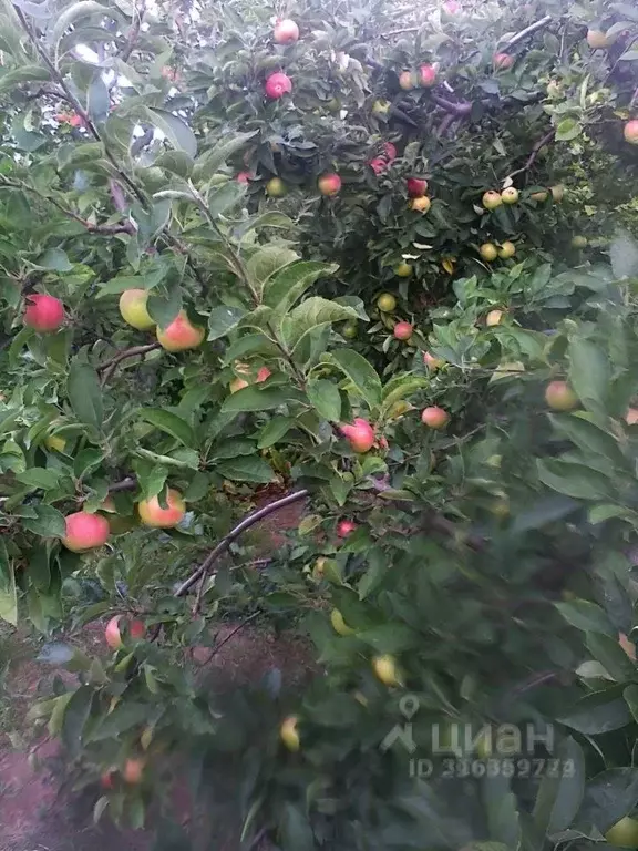 Дом в Волгоградская область, Дубовский район, Пичужинское с/пос, ... - Фото 0
