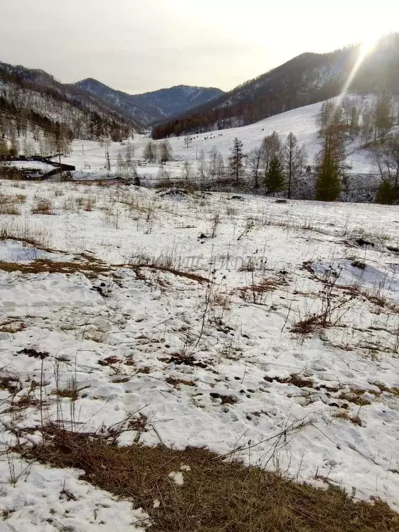 Участок в Алтай, Чемальский район, с. Толгоек  (8.0 сот.) - Фото 0