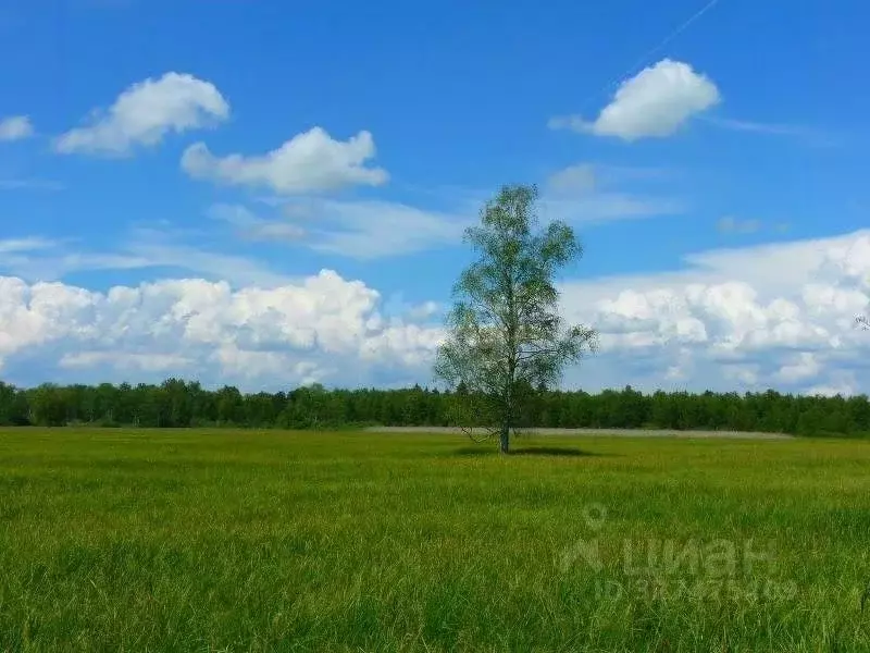Участок в Алтайский край, Бийский район, пос. Амурский Садовая ул. ... - Фото 1