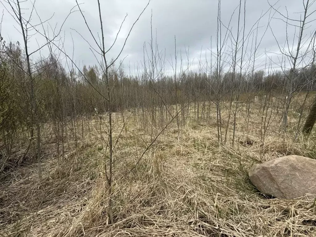 Участок в Ленинградская область, Выборгский район, Красносельское ... - Фото 2