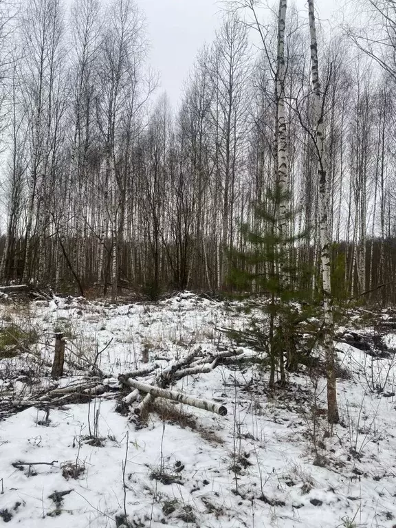 Участок в Московская область, Ступино городской округ, д. ... - Фото 0