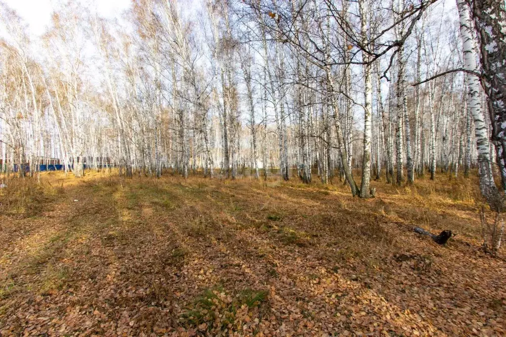 Участок в Новосибирская область, Новосибирский район, Криводановский ... - Фото 1