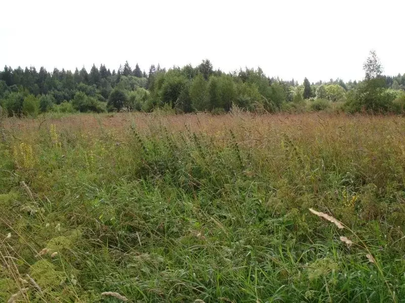Участок в Новгородская область, Валдайский район, Ивантеевское с/пос, ... - Фото 2