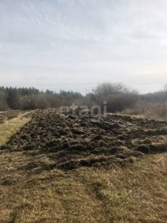 Участок в Липецкая область, Задонский район, Каменский сельсовет, с. ... - Фото 1