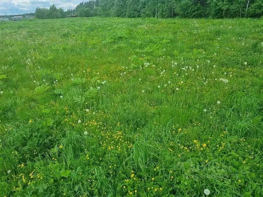 Участок в Московская область, Щелково городской округ, Лесной кв-л ул. ... - Фото 2
