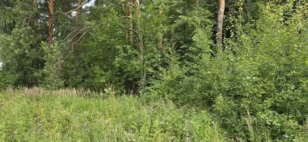 Участок в Московская область, Щелково городской округ, с. Рязанцы  ... - Фото 1