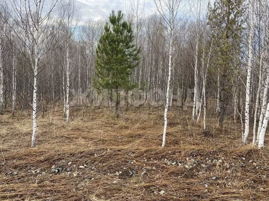 Участок в Новосибирская область, Мошковский район, Индия кп, ... - Фото 0